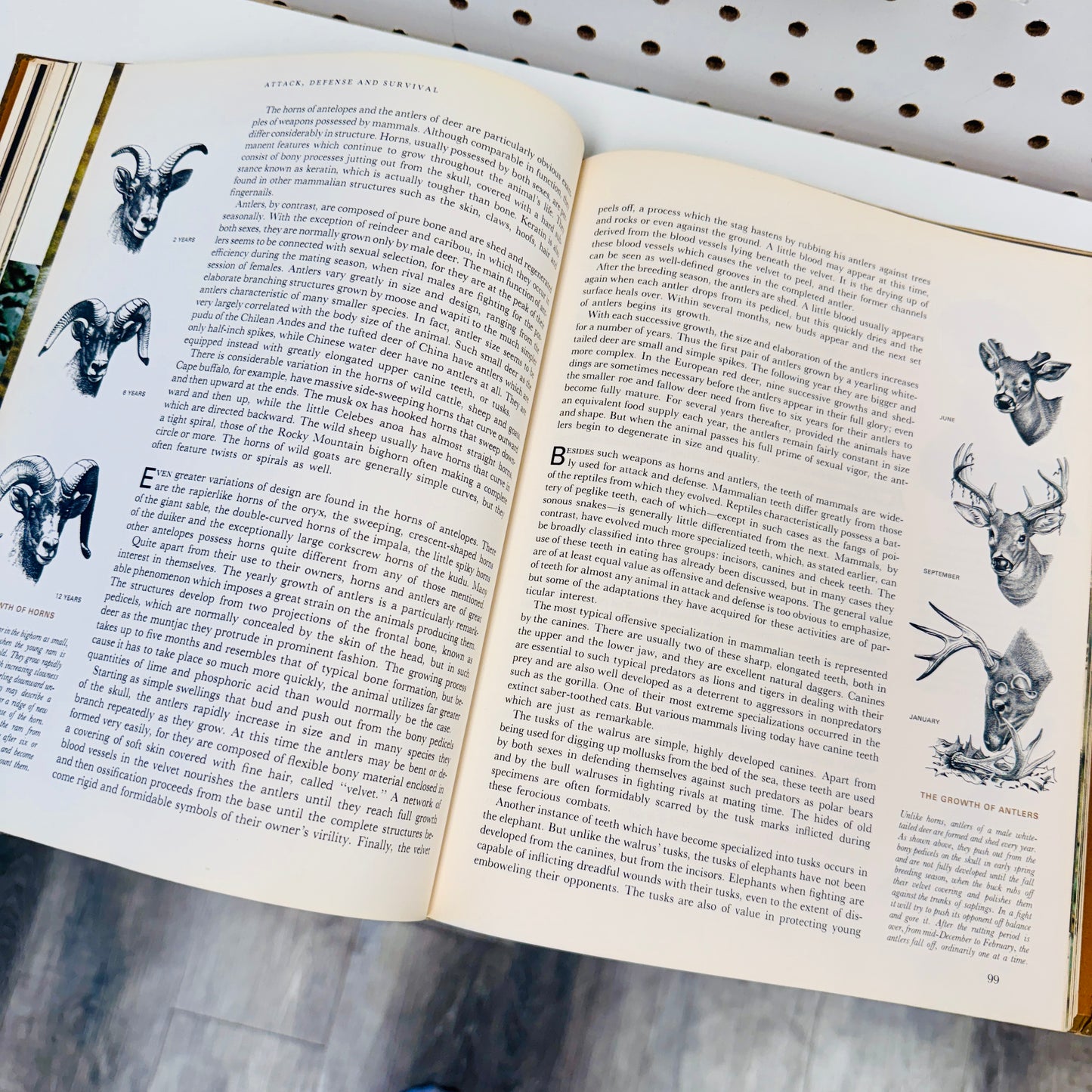Found Book, The Mammals 1963